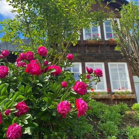 Bellevue التوسي