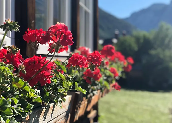 Bellevue التوسي